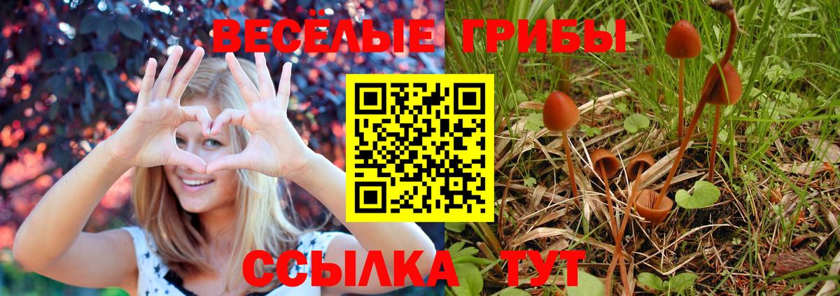 Галлюциногенные грибы Psilocybe Кунгур